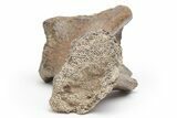 Fossil Dinosaur (Triceratops) Vertebra Pedicle - Montana #219117-3